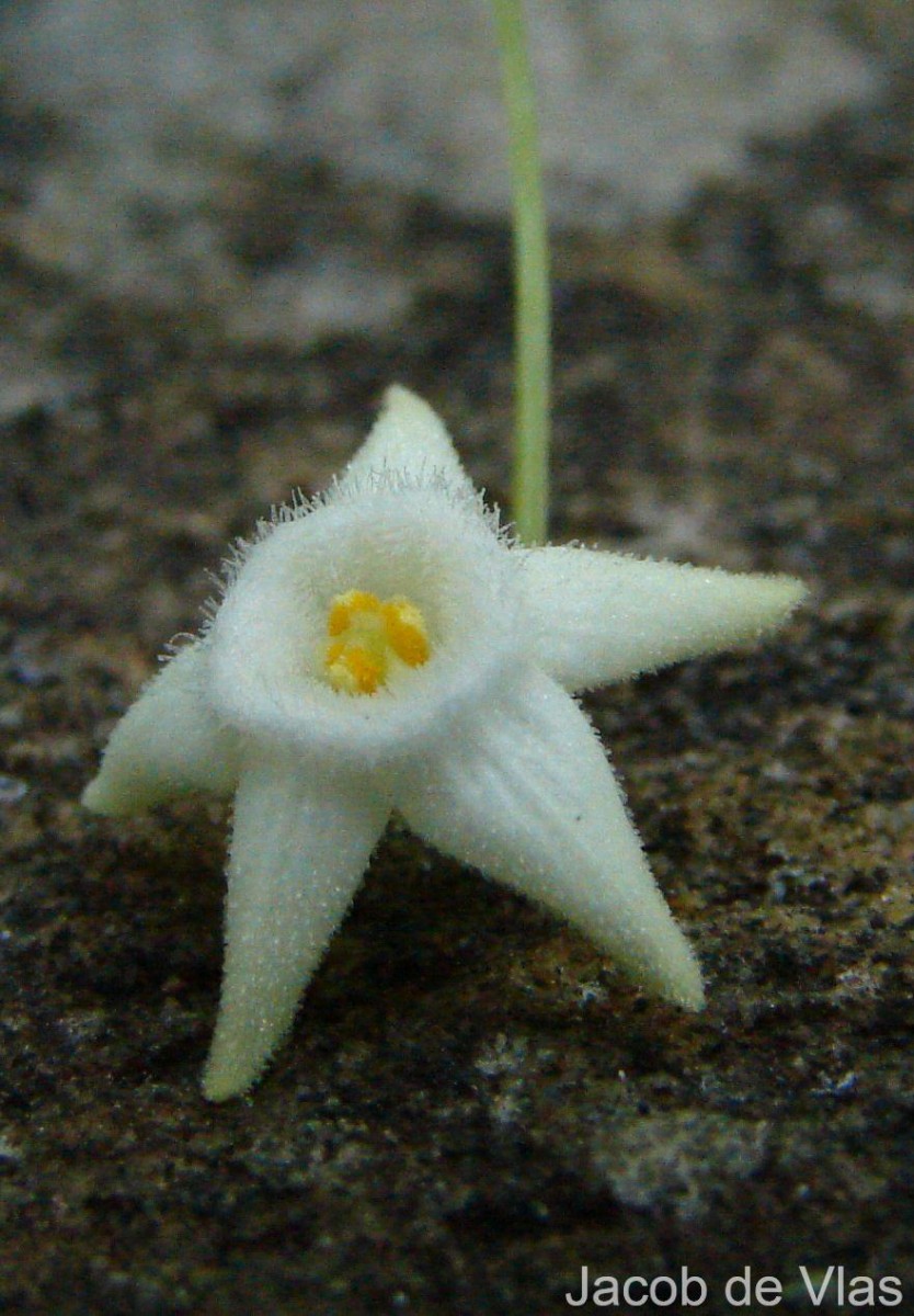 Zehneria thwaitesii (Schweinf.) C.Jeffrey